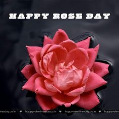 Rose Day – happy valentines days