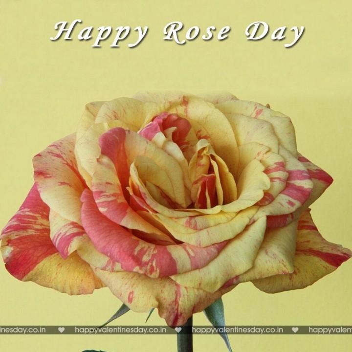 Rose Day – happy valentines day to all