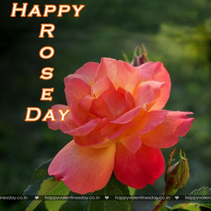 Rose Day – happy valentines day hearts