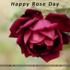 Rose Day – happy valentines day my friend