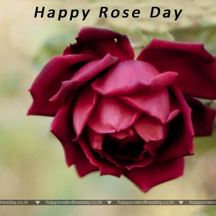 Rose Day – happy valentines day my friend