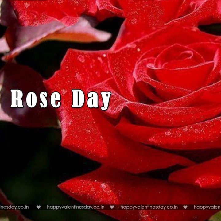 Rose Day