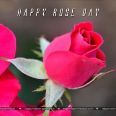 Rose Day – greetings cards