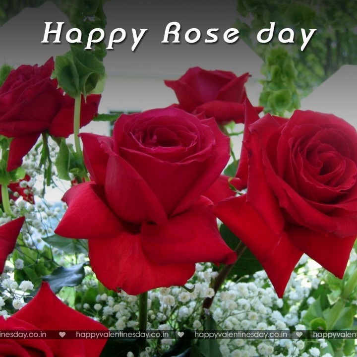 Rose Day – happy valentines day in french