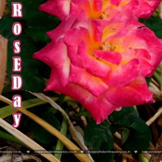 Rose Day – happy valentines day songs