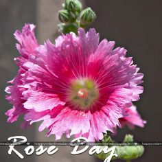 Rose Day