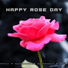 Rose Day – greeting card