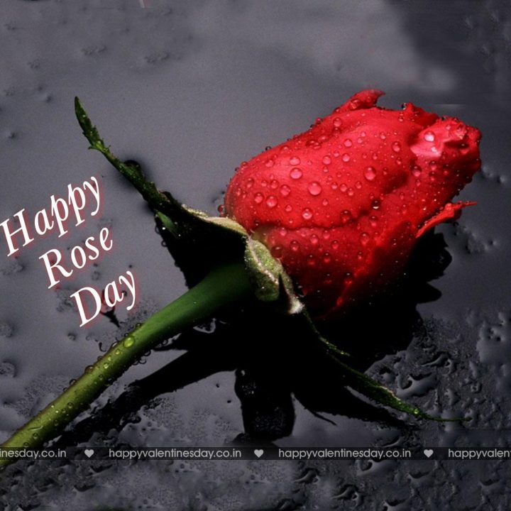 Rose Day