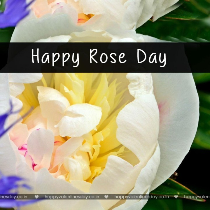 Rose Day – happy valentines day baby