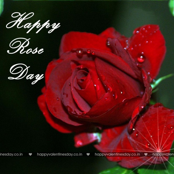 Rose Day