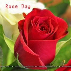 Rose Day – happy valentines day greetings