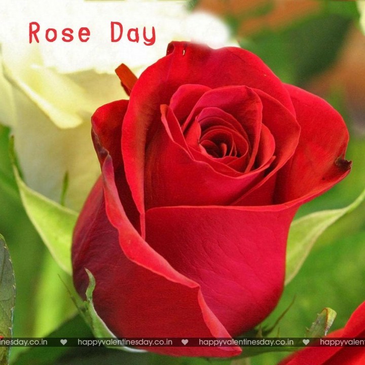 Rose Day – happy valentines day greetings