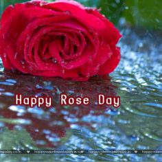 Rose Day – valentine greetings