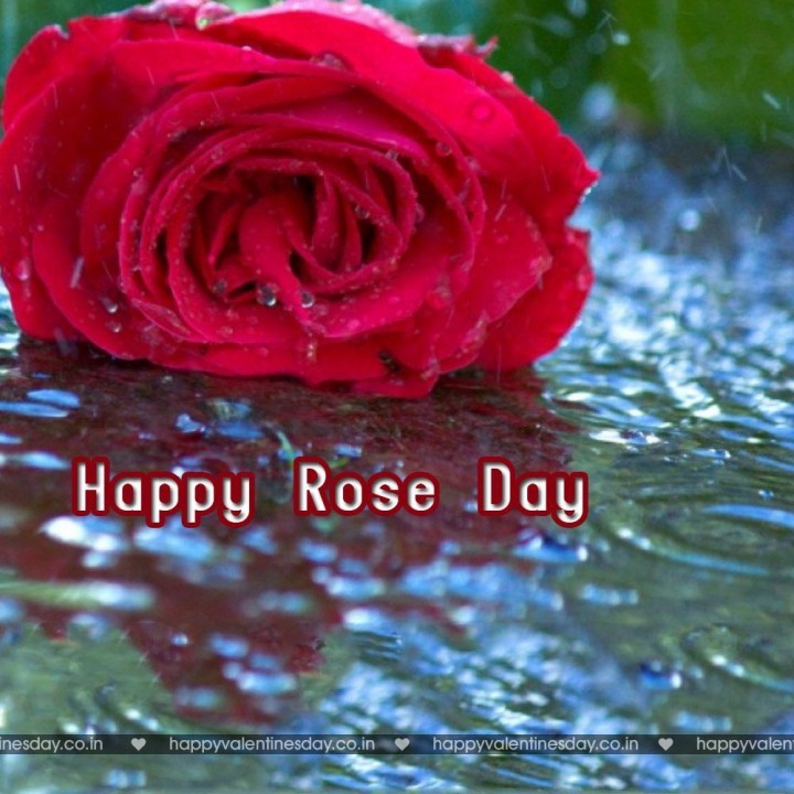 Rose Day – valentine greetings