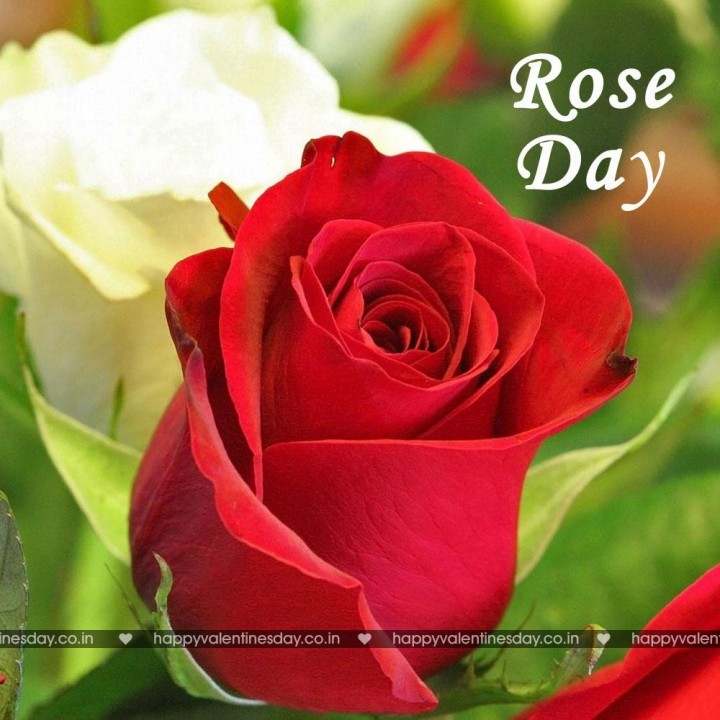 Rose Day