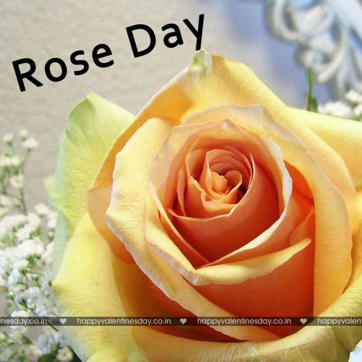 Rose Day
