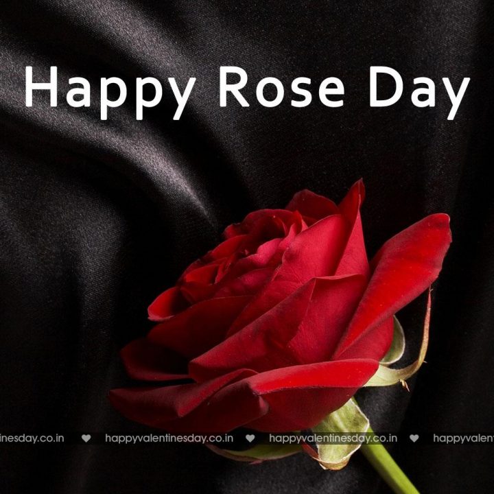 Rose Day
