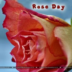 Rose Day