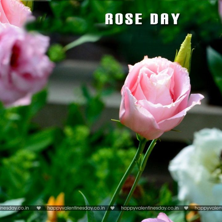Rose Day