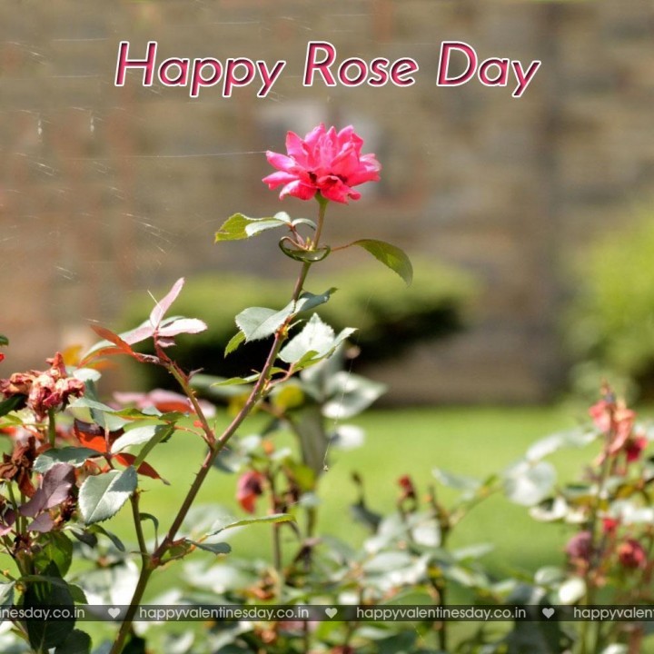 Rose Day – happy valentines day mouse