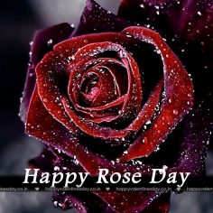 Rose Day