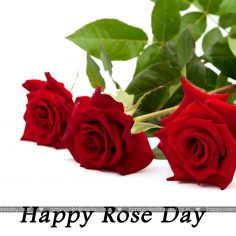 Rose Day