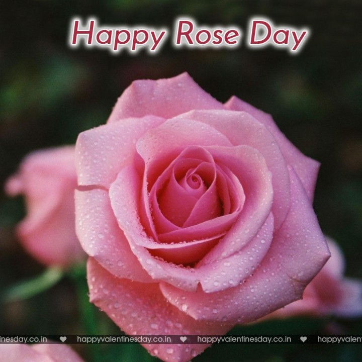 Rose Day – online cards