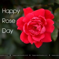 Rose Day – happy valentine day photo