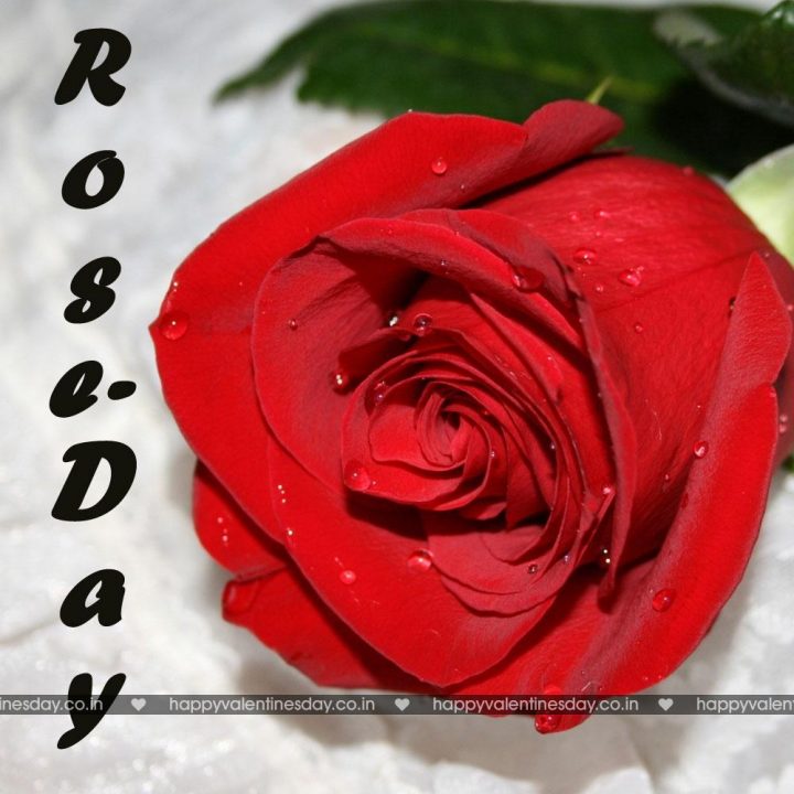 Rose Day