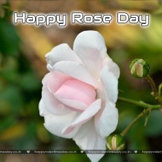 Rose Day