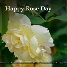 Rose Day – happy valentines day download