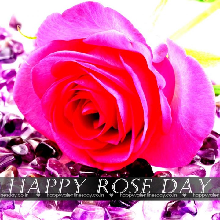 Rose Day