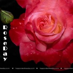 Rose Day – happy valentines day in welsh