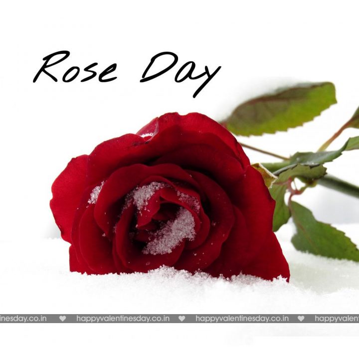 Rose Day