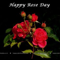 Rose Day
