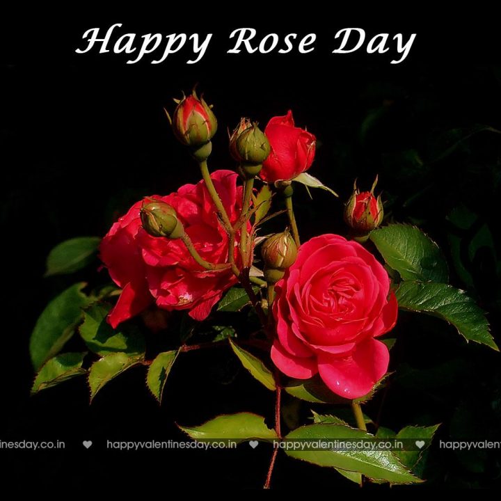 Rose Day