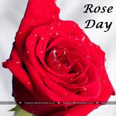 Rose Day