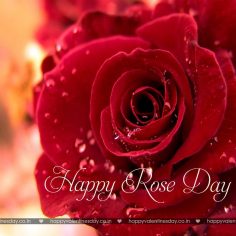 Rose Day – happy valentines day ideas