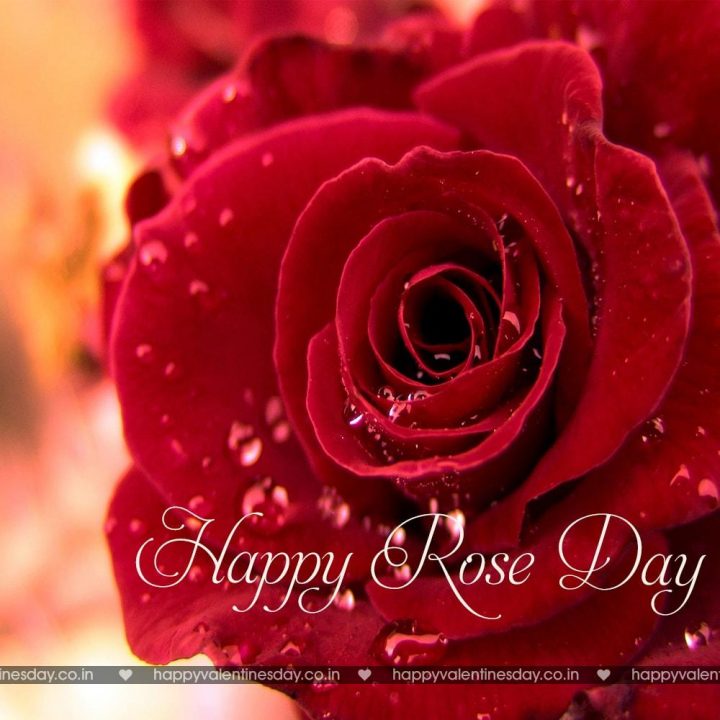 Rose Day – happy valentines day ideas