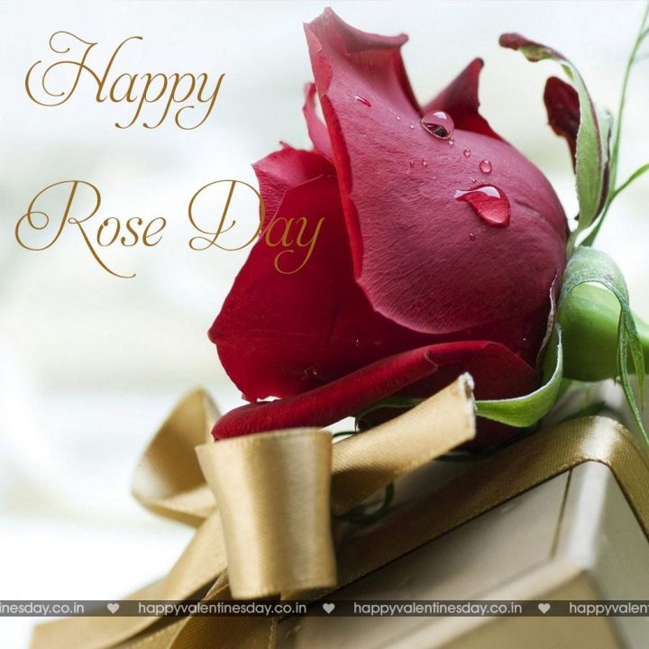 Rose Day – download happy valentines day pictures