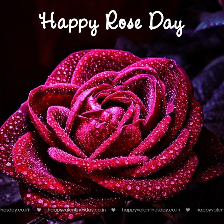 Rose Day – free electronic cards
