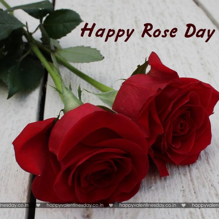 Rose Day – mothers day cards