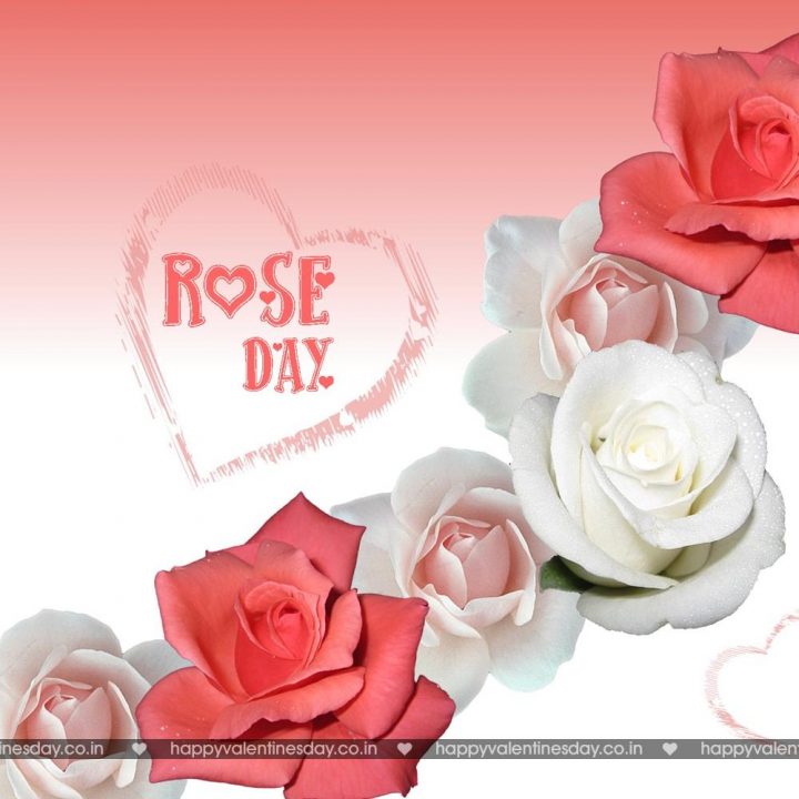 Rose Day – photos of valentines day